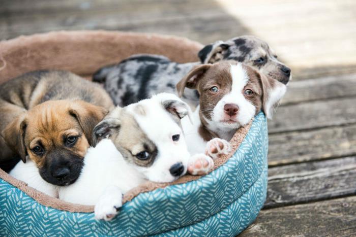 adoção online de cães e gatos